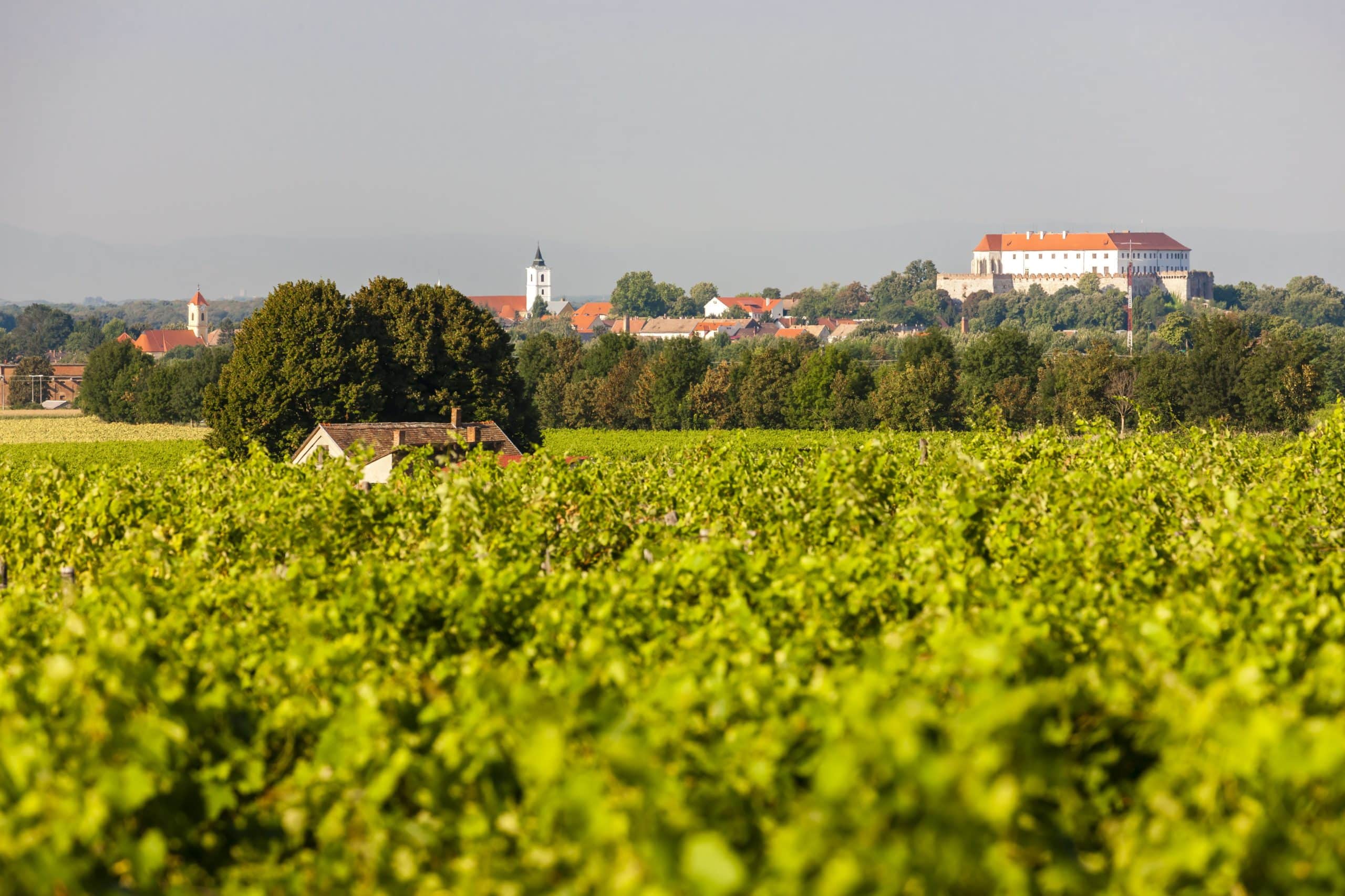 Wina węgierskie z Villany