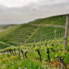 Wino DOC Montepulciano d'Abruzzo Terre Forti