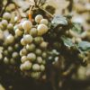 Sauternes „les Garonelles” Lucien Lurton & Fils