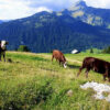 Krowy na tle regionu Savoie