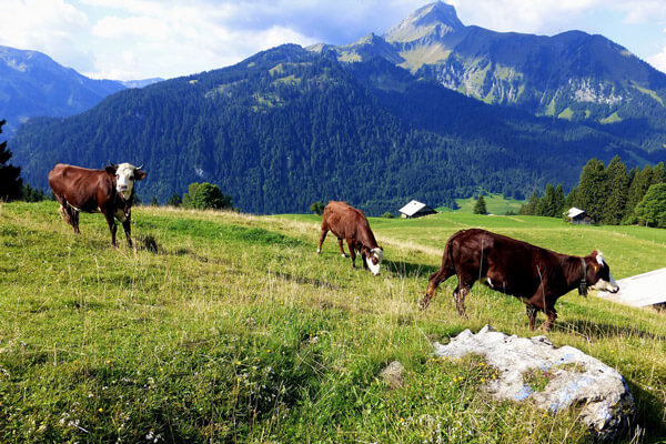 Krowy na tle regionu Savoie