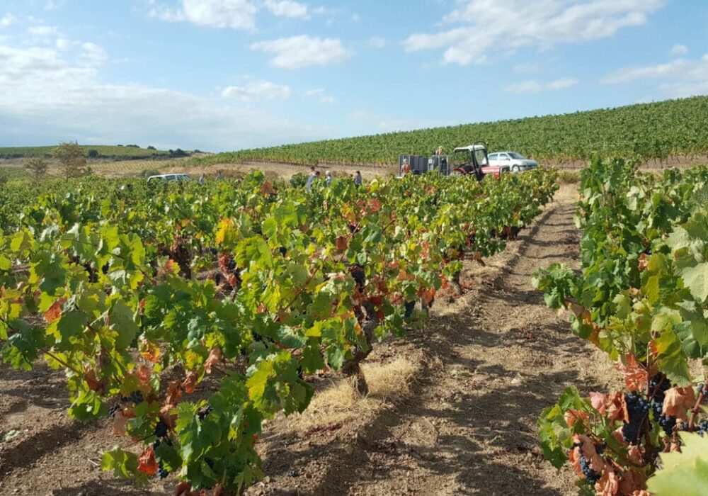 Wino francuskie AOP Faugères Château Grézan Famille Cros Pujol