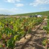 Wino francuskie AOP Faugères Château Grézan Famille Cros Pujol