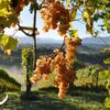 Wino francuskie AOP Jurançon Influence Cave de Gan