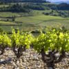 Wino francuskie Alain Jaume Vieux Terron Châteauneuf du Pape