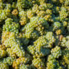 Prosecco Brut