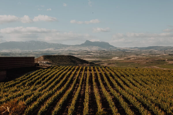 Początki zbiorów w regionie La Rioja