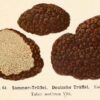 Francuska musztarda truflowa 135g
