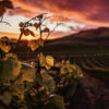 Primitivo
