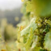 Chenin