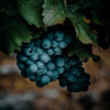 Aglianico