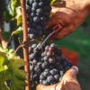 Barolo